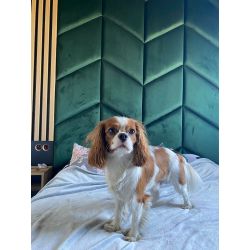 Zestaw łóżka tapicerowanego EUROPA 160x200cm z panelami ściennymi JODEŁKA